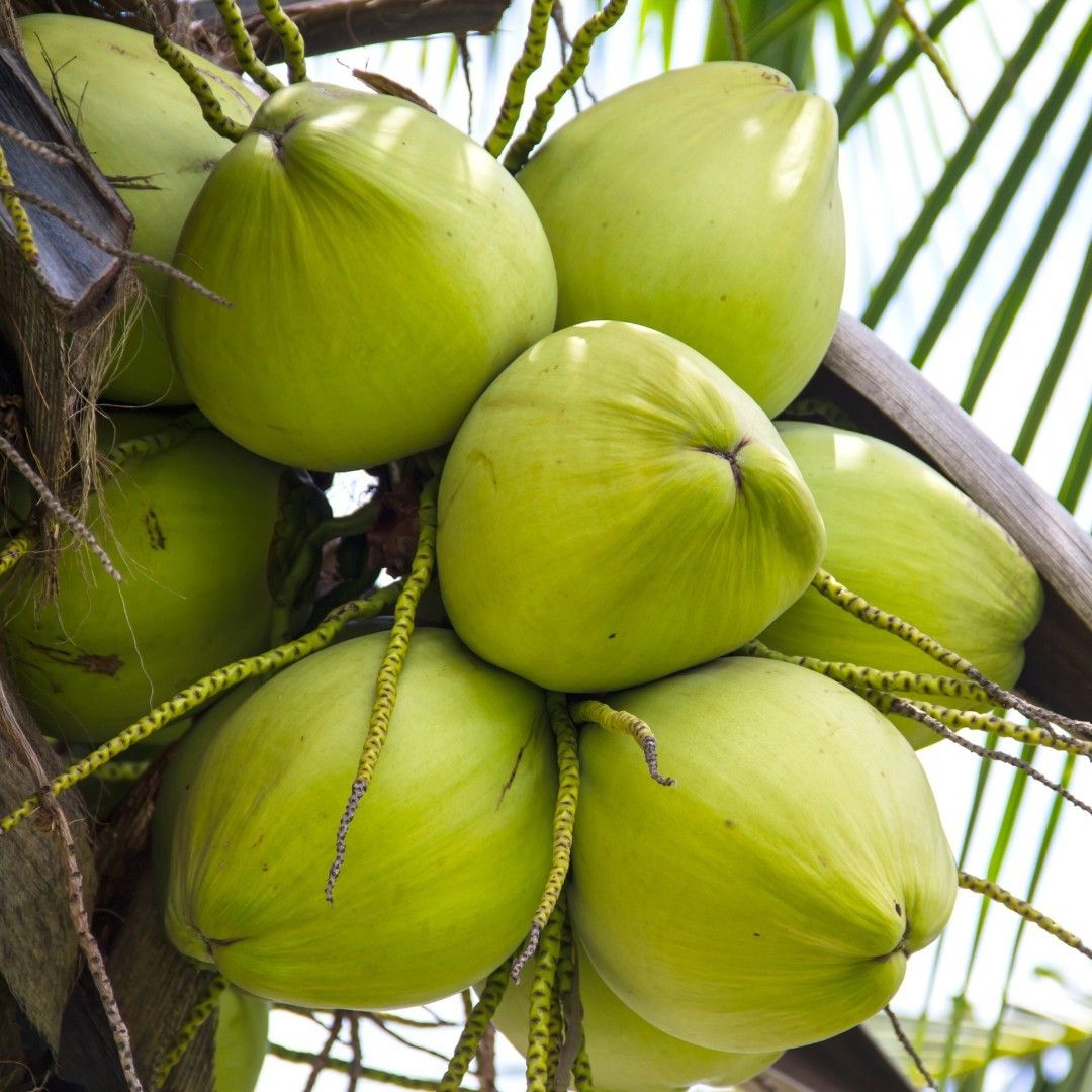 Coconut Plants — Browse 8 varieties